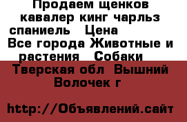Продаем щенков кавалер кинг чарльз спаниель › Цена ­ 60 000 - Все города Животные и растения » Собаки   . Тверская обл.,Вышний Волочек г.
